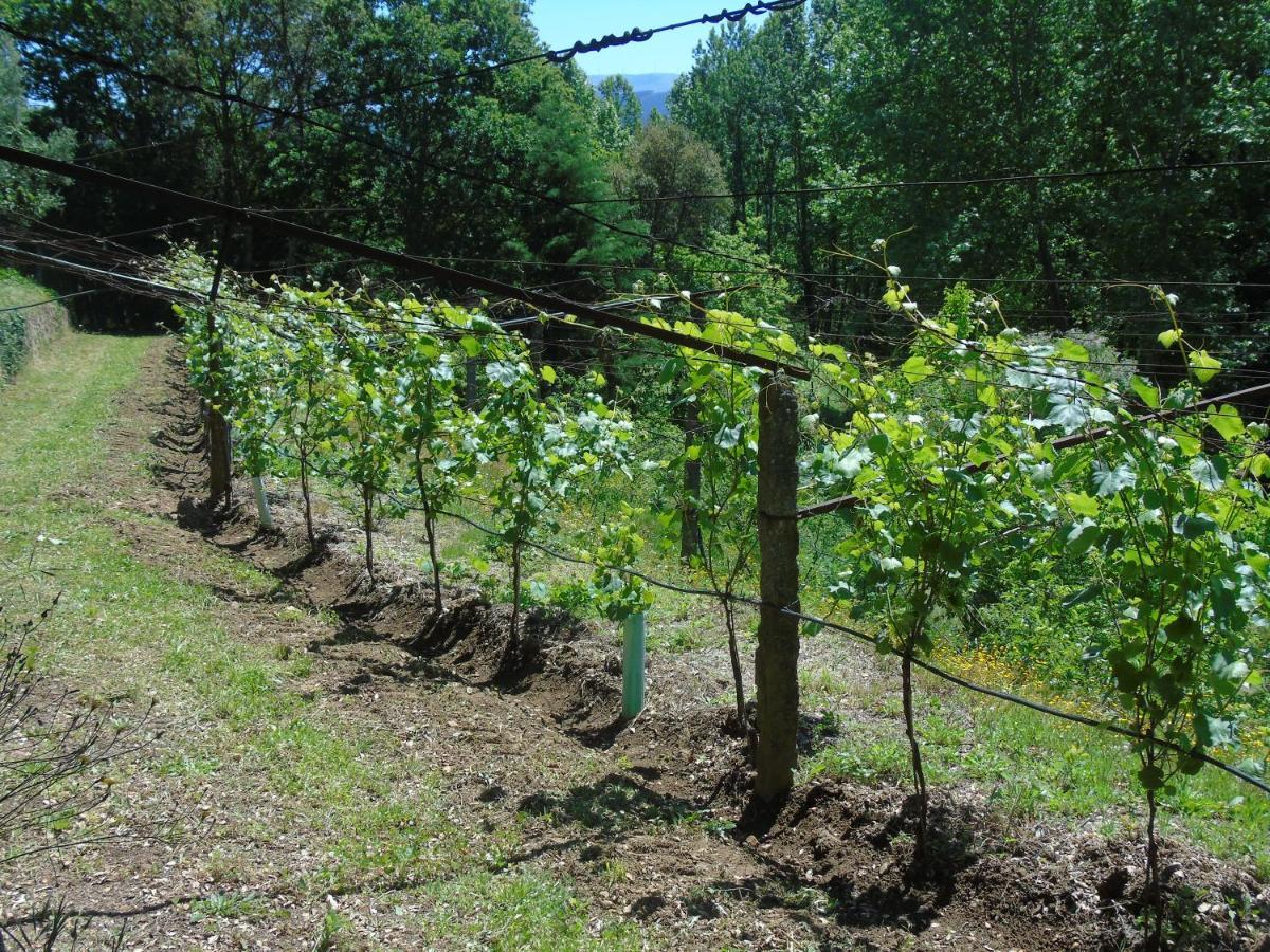 Quinta Da Chouza Agroturismo E Enoturismo เซลอริโก จิ บาสโต ภายนอก รูปภาพ