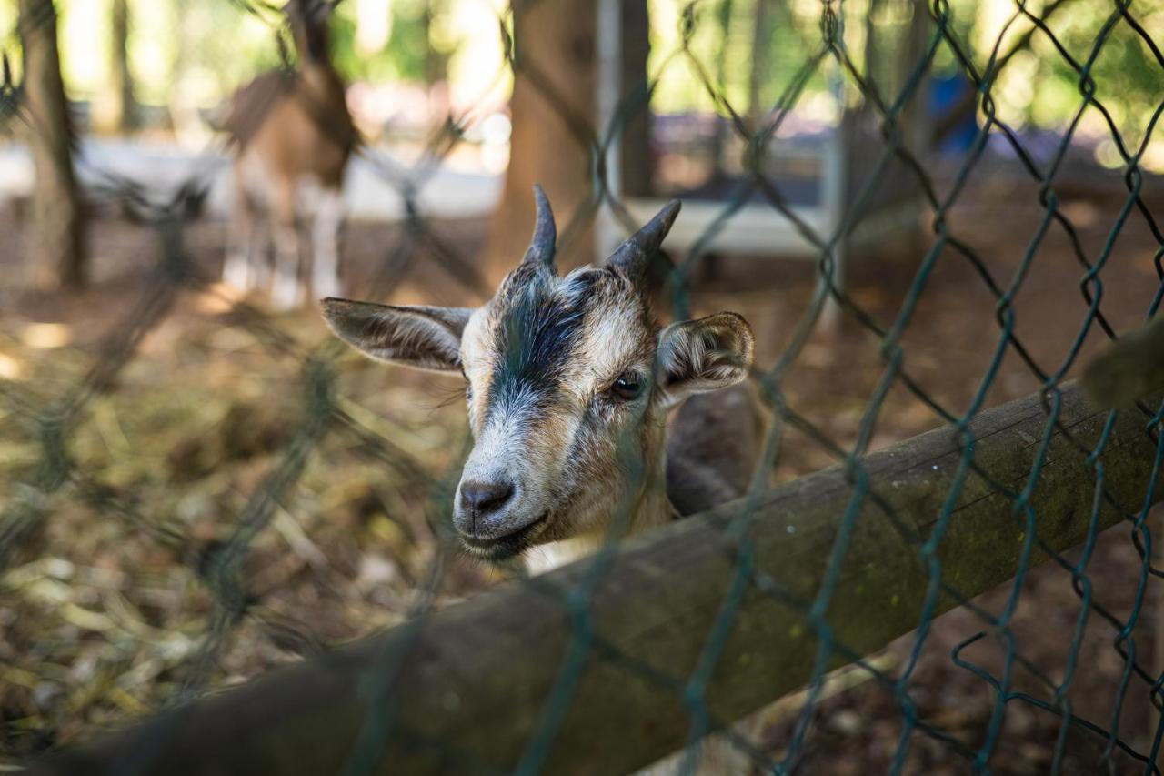Quinta Da Chouza Agroturismo E Enoturismo เซลอริโก จิ บาสโต ภายนอก รูปภาพ