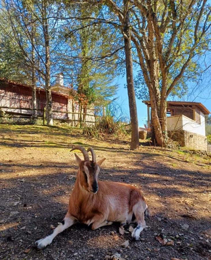 Quinta Da Chouza Agroturismo E Enoturismo เซลอริโก จิ บาสโต ภายนอก รูปภาพ