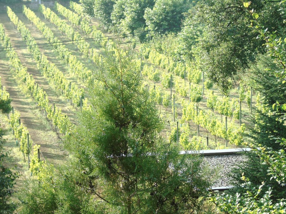 Quinta Da Chouza Agroturismo E Enoturismo เซลอริโก จิ บาสโต ภายนอก รูปภาพ